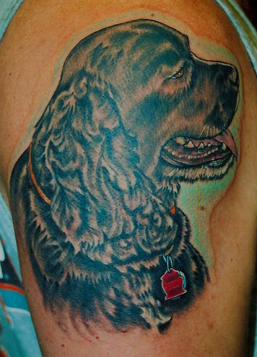 spaniel Cocker spaniel portrait on arm